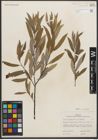 Foto von Salix petiolaris Sm.